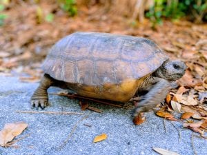 Wildlife on the move