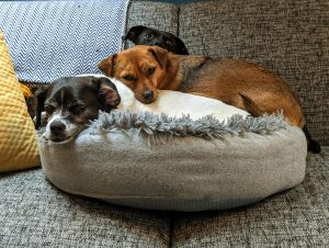 Studio dogs!
