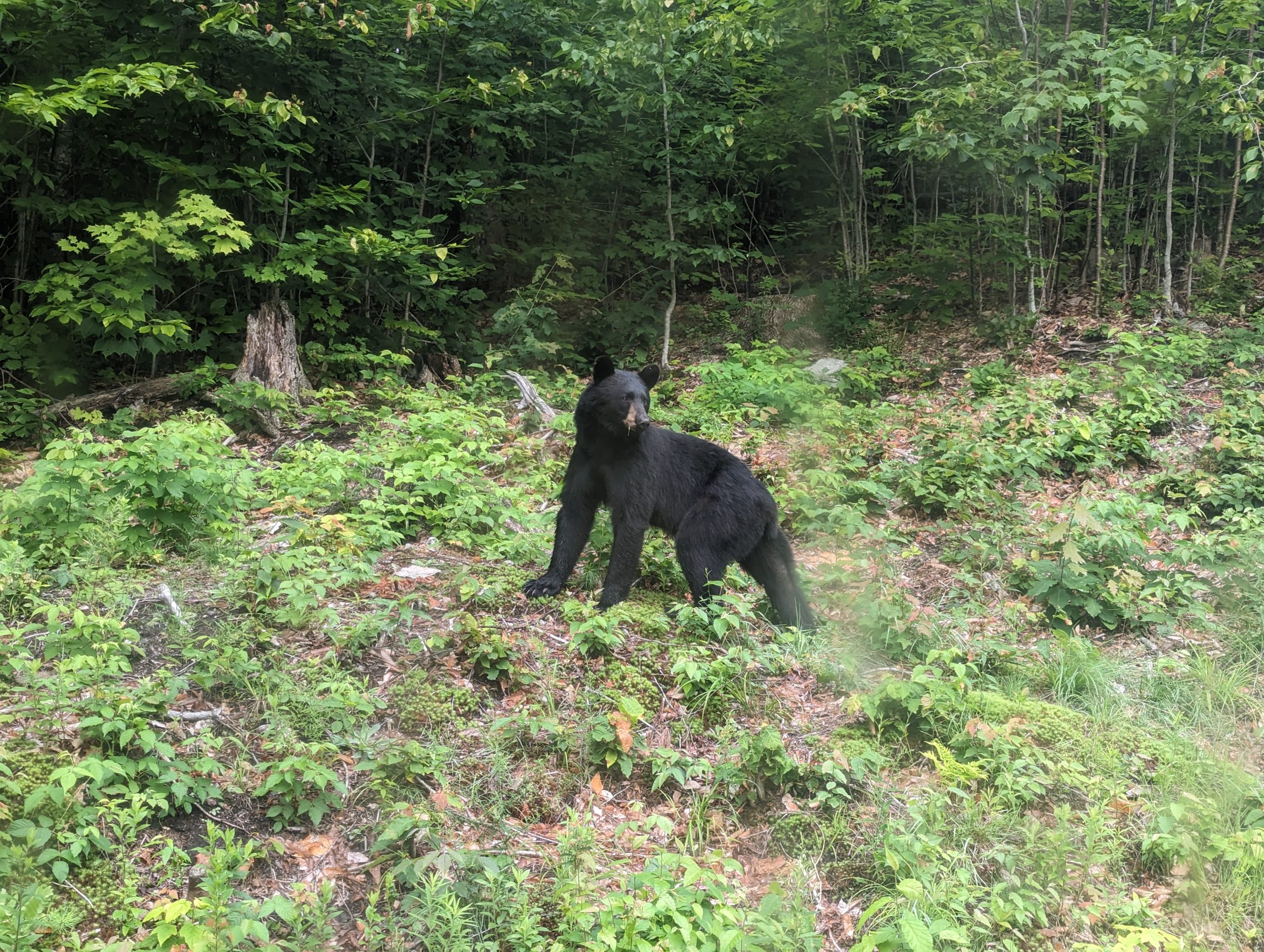 Bear On The Hill