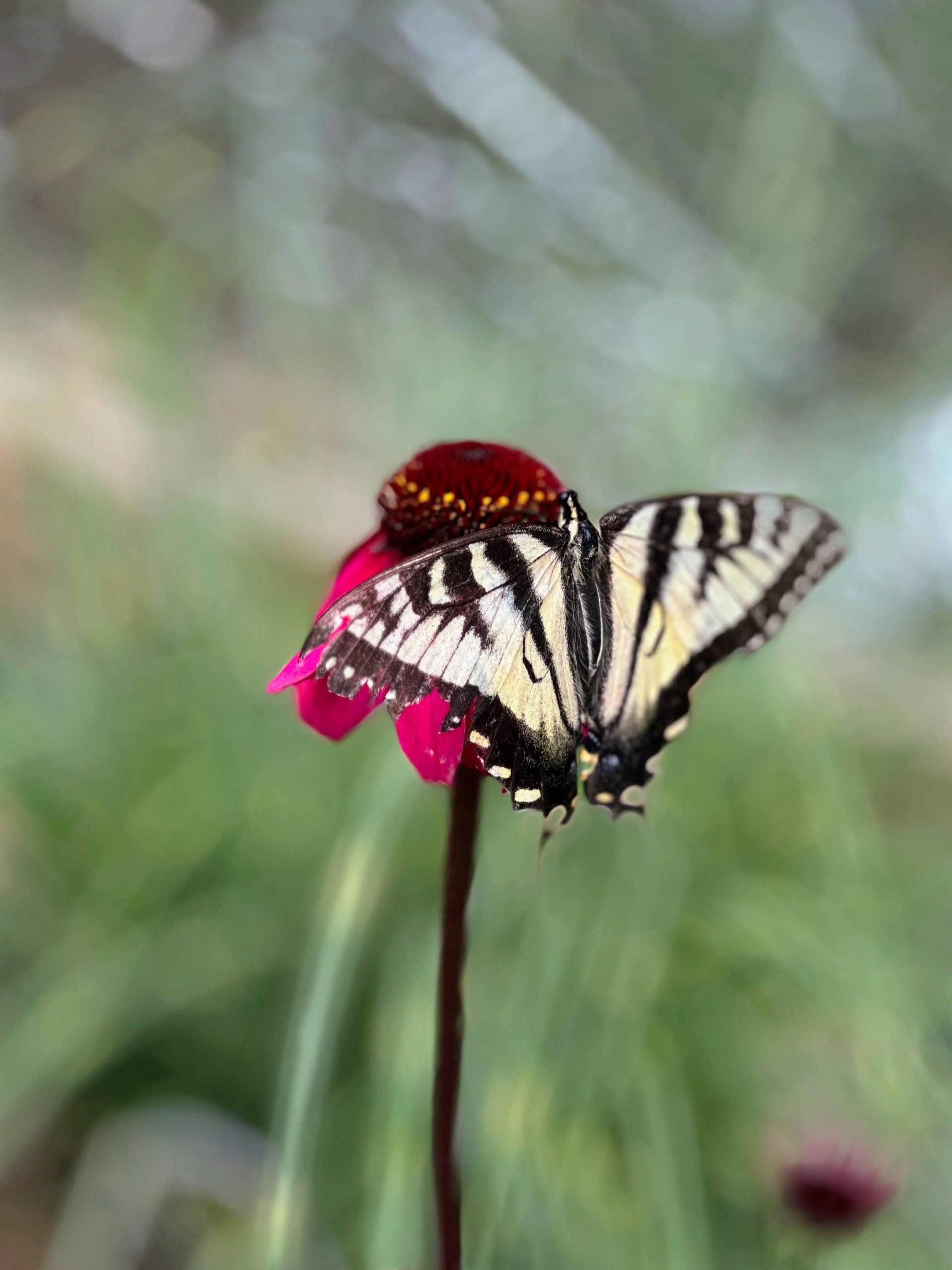 A Garden to Bring the Butterflies
