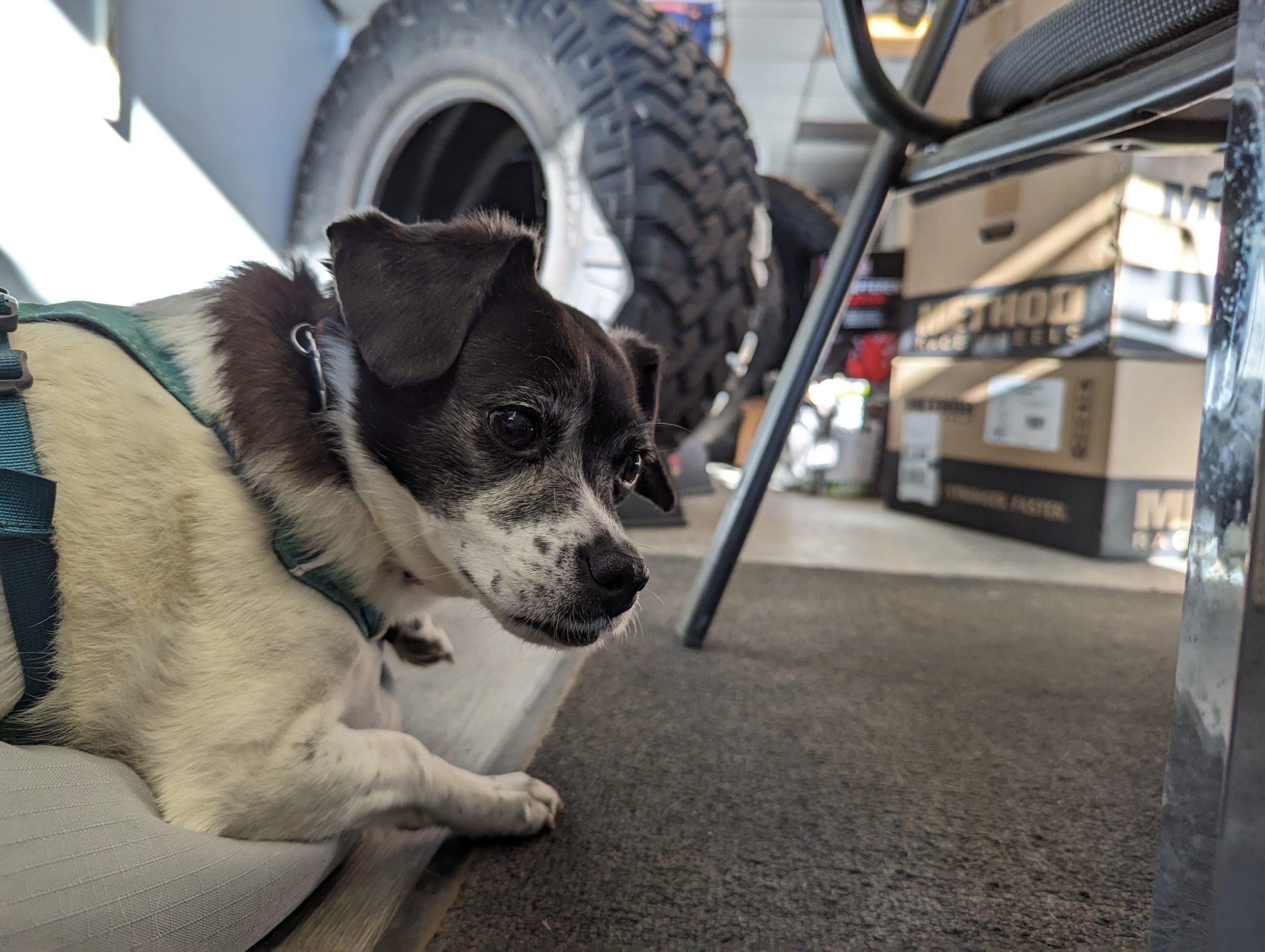 Kiki Gets New Shoes