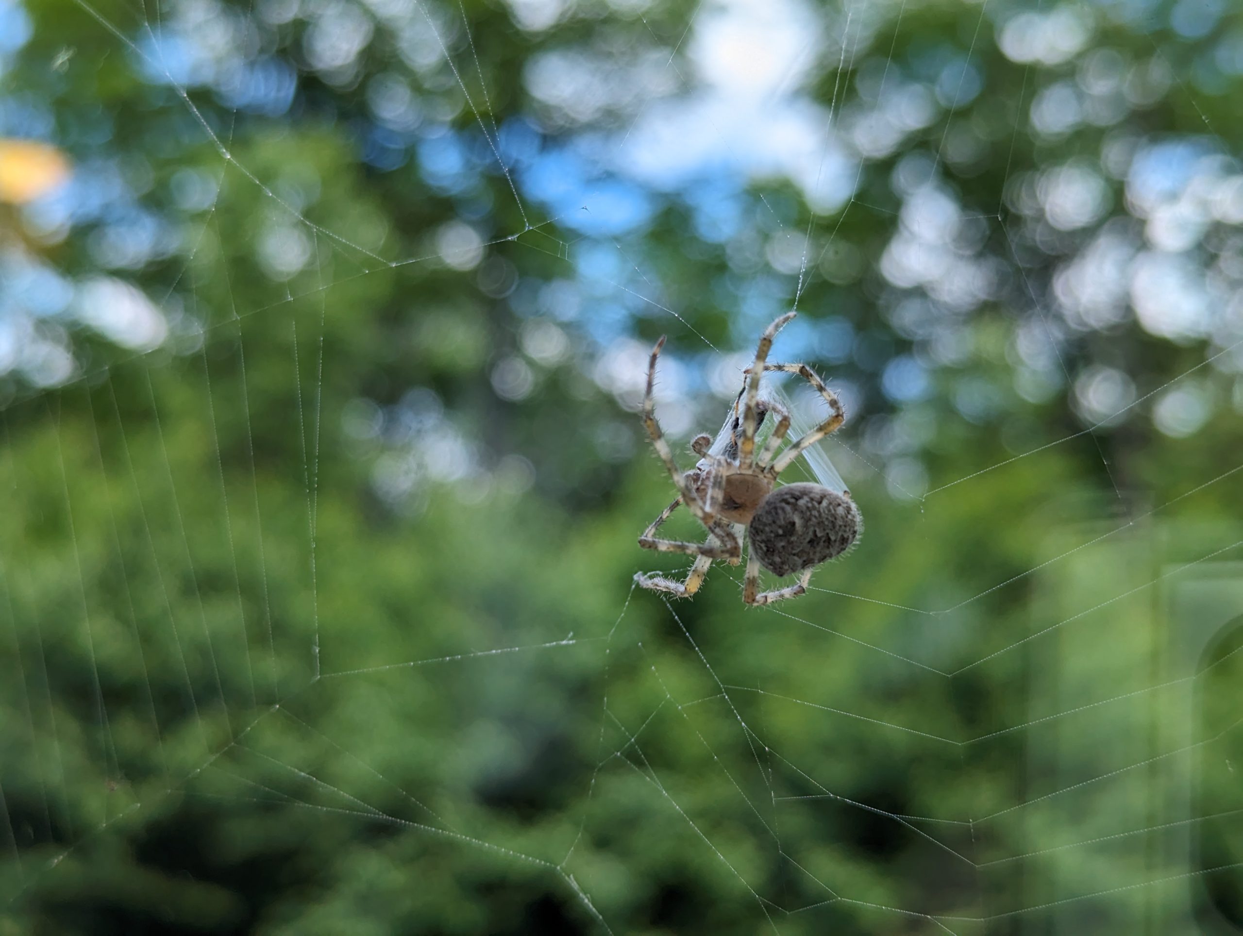 Window Web Spinner