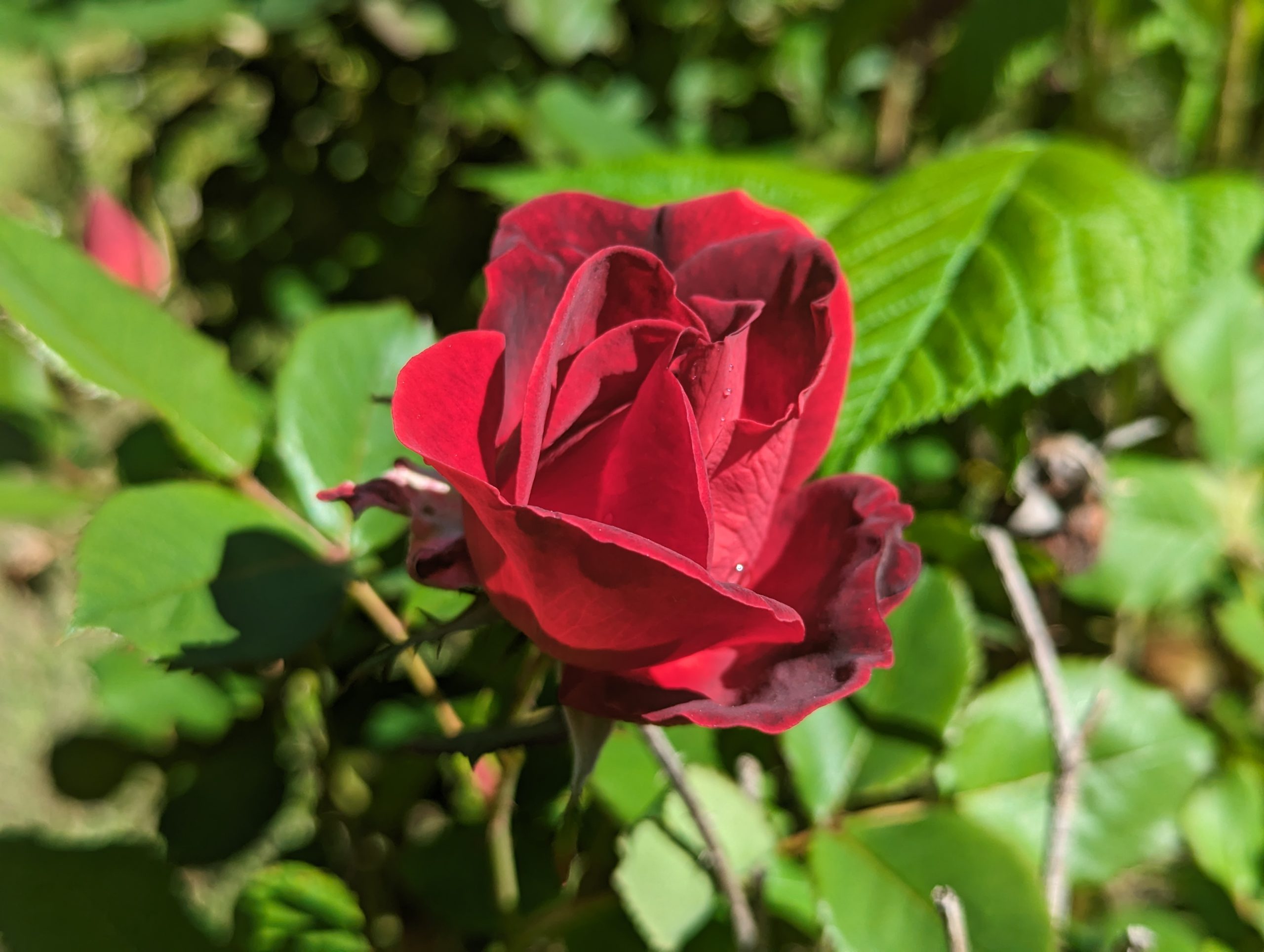 Summer Rose
