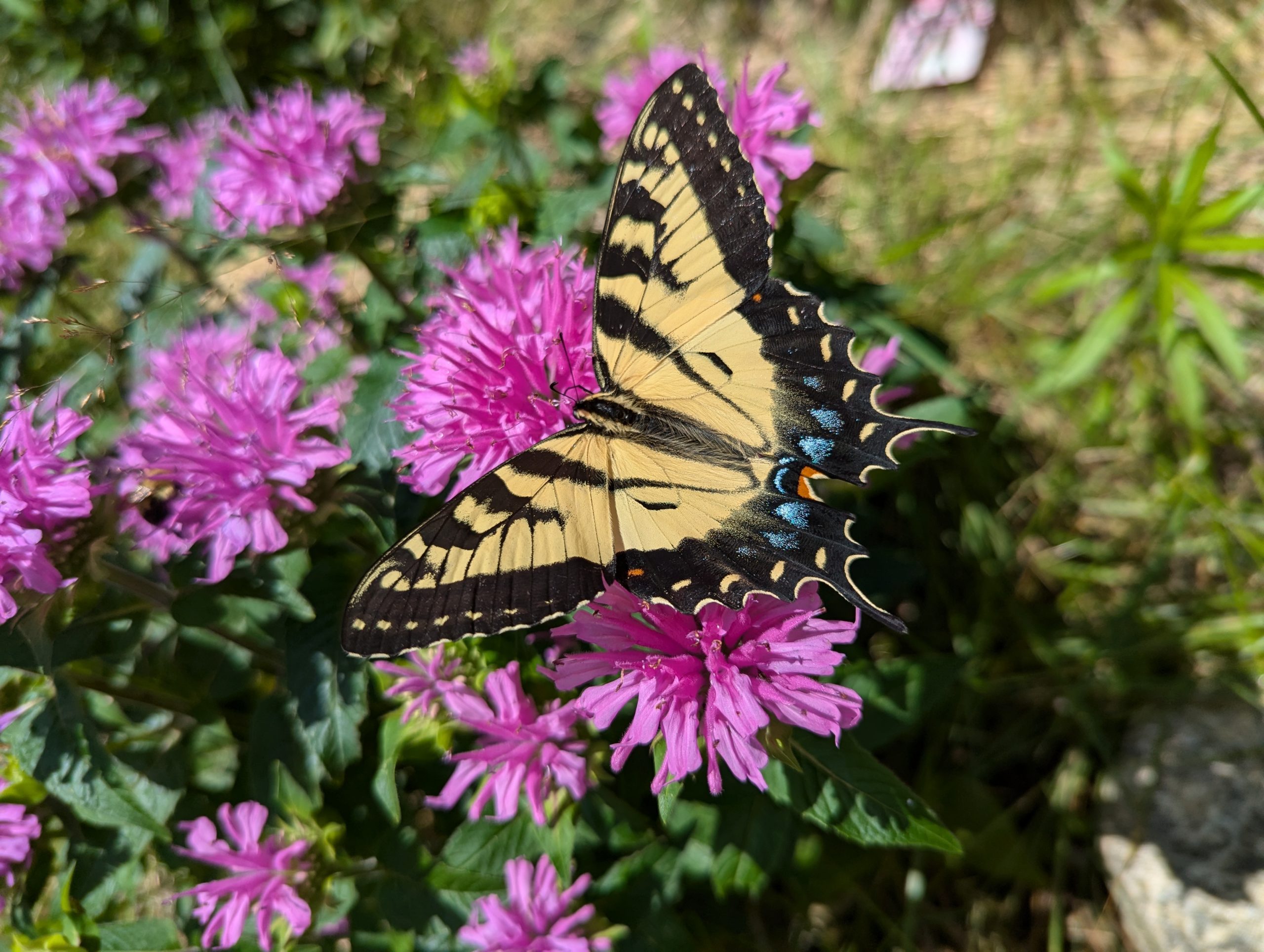 Butterflies and Bees